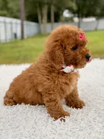 Dreamy - F1b Mini , a female Miniature Goldendoodle for sale in Frostproof, FL – 9 of 9