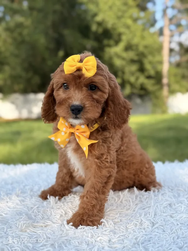 Alice – Cavapoo puppy for sale in Frostproof, FL