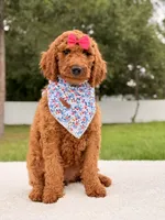Ella - F1b Standard Goldendoodle , a female Goldendoodle for sale in Frostproof, FL – 7 of 9