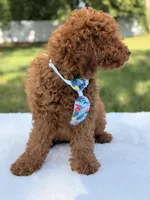 Simba - Mini, a male Miniature Goldendoodle for sale in Frostproof, FL – 3 of 10