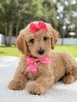 Jasmine - F1b Standard Goldendoodle , a female Goldendoodle for sale in Frostproof, FL – 5 of 10