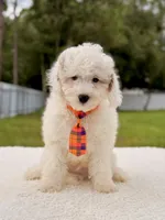 Copito , a male Cavapoo for sale in Frostproof, FL – 1 of 9