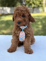 Timón - Mini F1bb, a male Miniature Goldendoodle for sale in Frostproof, FL – 6 of 9