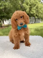 Michael , a male Miniature Goldendoodle for sale in Frostproof, FL – 5 of 8
