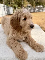 Xeno - F1 , a male Goldendoodle for sale in Frostproof, FL – Photo 6 of 10