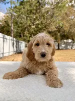 Xeno - F1 , a male Goldendoodle for sale in Frostproof, FL – Photo 4 of 10