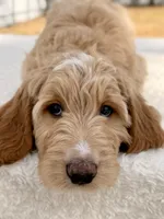 Xeno - F1 , a male Goldendoodle for sale in Frostproof, FL – Photo 2 of 10