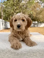 Xeno - F1 , a male Goldendoodle for sale in Frostproof, FL – Photo 1 of 10