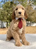 Xeno - F1 , a male Goldendoodle for sale in Frostproof, FL – Photo 10 of 10