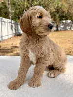 Xeno - F1 , a male Goldendoodle for sale in Frostproof, FL – Photo 7 of 10