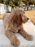 Xeno - F1 , a male Goldendoodle for sale in Frostproof, FL – Photo 9 of 10