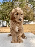 Xeno - F1 , a male Goldendoodle for sale in Frostproof, FL – Photo 8 of 10