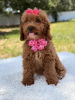 Rapunzel , a female Miniature Goldendoodle for sale in Frostproof, FL – 9 of 10