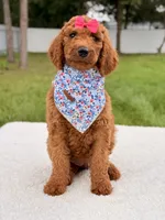 Ella - F1b Standard Goldendoodle , a female Goldendoodle for sale in Frostproof, FL – 3 of 9