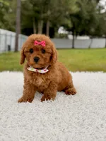 Dreamy - F1b Mini , a female Miniature Goldendoodle for sale in Frostproof, FL – 5 of 9