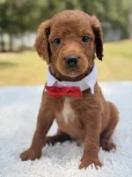 Dominic - F1b Standard , a male Goldendoodle for sale in Frostproof, FL – 4 of 8