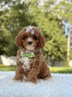 Athena , a female Cavapoo for sale in Frostproof, FL – 5 of 10