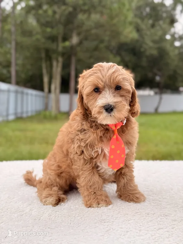 Chase  – Cavapoo puppy for sale in Frostproof, FL