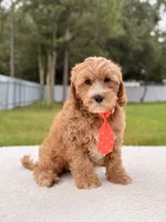Chase , a male Cavapoo for sale in Frostproof, FL – 1 of 8