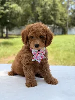 Tinker - F1b Mini Goldendoodle Female , a female Miniature Goldendoodle for sale in Frostproof, FL – 10 of 10