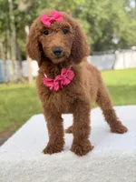 Destiny , a female Goldendoodle for sale in Frostproof, FL – 7 of 10