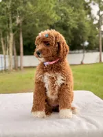Haven - Medium Goldendoodle , a female Goldendoodle and Miniature Goldendoodle for sale in Frostproof, FL – 10 of 10