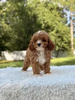 Athena , a female Cavapoo for sale in Frostproof, FL – 8 of 10