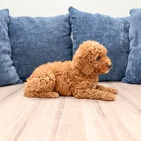 Cosmo - F1bb Mini Goldendoodle , a male Miniature Goldendoodle for sale in Frostproof, FL – 4 of 6
