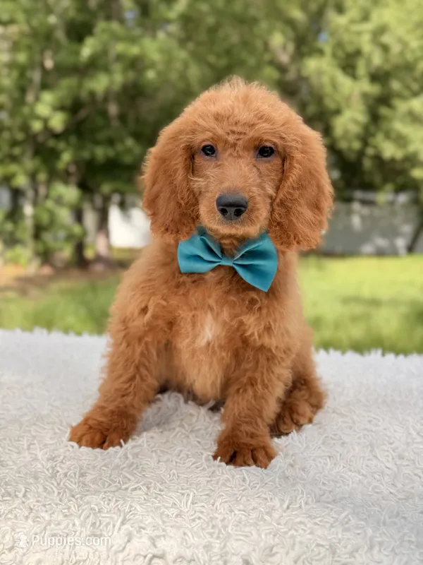 Michael  – Miniature Goldendoodle puppy for sale in Frostproof, FL