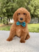 Michael , a male Miniature Goldendoodle for sale in Frostproof, FL – 1 of 8