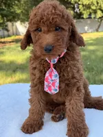 Oscar - Mini, a male Miniature Goldendoodle for sale in Frostproof, FL – 3 of 8