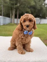 Callie , a female Cavapoo for sale in Frostproof, FL – 2 of 8