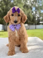 Joy , a female Goldendoodle for sale in Frostproof, FL – 10 of 10