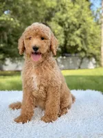 Blue - F1bb Standard Goldendoodle , a male Goldendoodle for sale in Frostproof, FL – 4 of 7