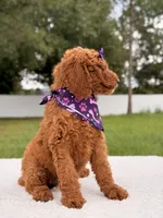 Electra - F1b Standard Goldendoodle , a female Goldendoodle for sale in Frostproof, FL – 4 of 9