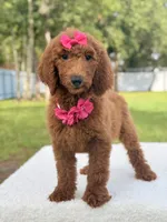 Destiny , a female Goldendoodle for sale in Frostproof, FL – 9 of 10