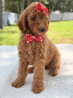 Jamie , a female Goldendoodle for sale in Frostproof, FL – 5 of 10