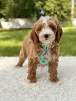 Armani , a male Cavapoo for sale in Frostproof, FL – 7 of 10