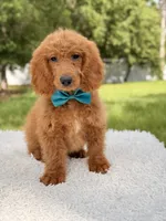 Michael , a male Miniature Goldendoodle for sale in Frostproof, FL – 3 of 8