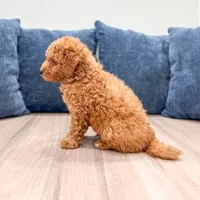 Colby - F1bb Mini Goldendoodle , a male Miniature Goldendoodle for sale in Frostproof, FL – 5 of 5