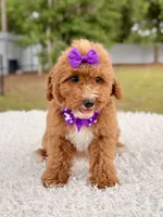 Moana F1bb Mini, a female Miniature Goldendoodle for sale in Frostproof, FL – 6 of 8