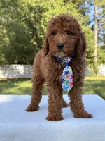 Jasper - Mini, a male Miniature Goldendoodle for sale in Frostproof, FL – 4 of 9