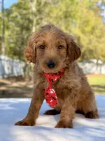 Arthur , a male Miniature Goldendoodle for sale in Frostproof, FL – Photo 7 of 10