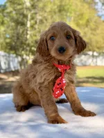 Arthur , a male Miniature Goldendoodle for sale in Frostproof, FL – Photo 10 of 10