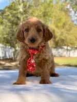 Arthur , a male Miniature Goldendoodle for sale in Frostproof, FL – Photo 3 of 10