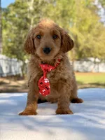 Arthur , a male Miniature Goldendoodle for sale in Frostproof, FL – Photo 1 of 10