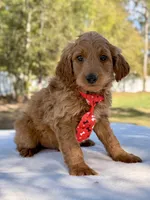 Arthur , a male Miniature Goldendoodle for sale in Frostproof, FL – Photo 2 of 10