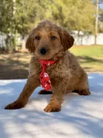 Arthur , a male Miniature Goldendoodle for sale in Frostproof, FL – Photo 8 of 10