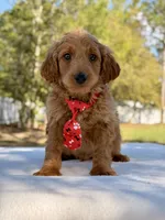 Arthur , a male Miniature Goldendoodle for sale in Frostproof, FL – Photo 9 of 10