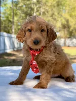 Arthur , a male Miniature Goldendoodle for sale in Frostproof, FL – Photo 5 of 10